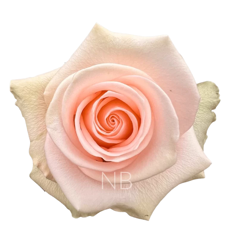 Tiffany Roses