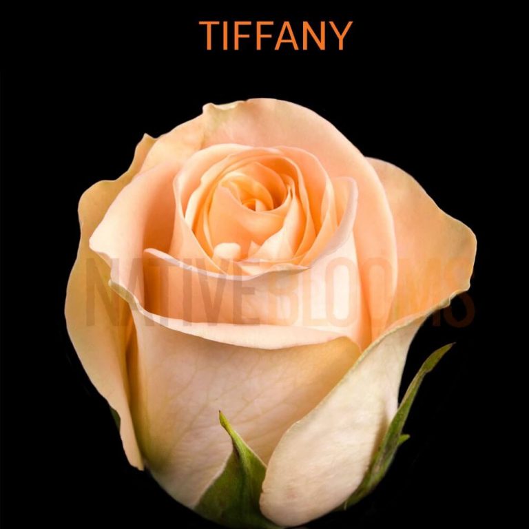 Tifany Roses