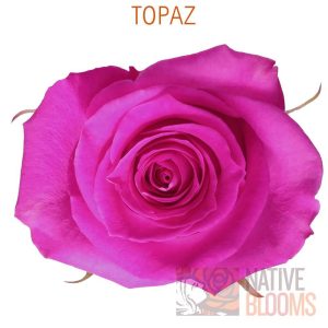 Topaz Roses