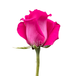 Topaz hot pink roses