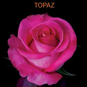 Topaz Roses