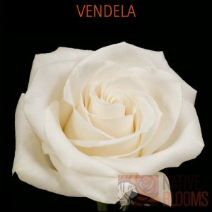 Vendela Roses