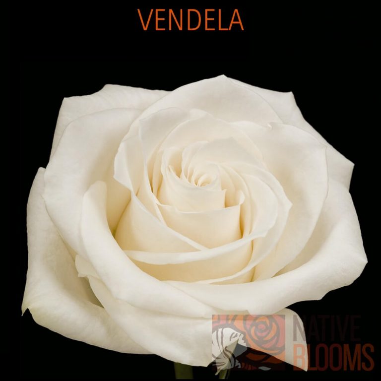 Vendela Roses