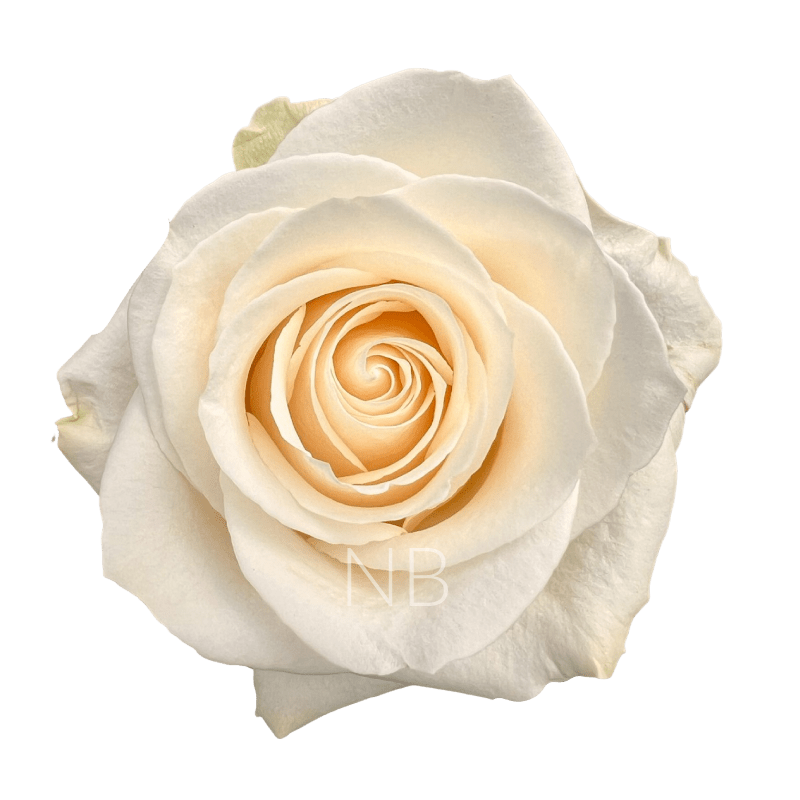 vendela roses