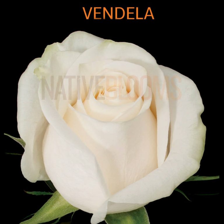 Vendela Roses