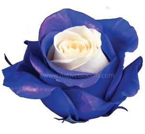 Blue-Candy-Roses
