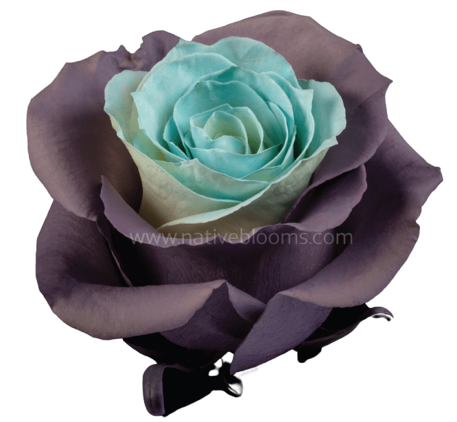 Blue Lavender Rose