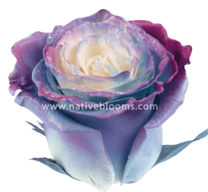 Blue Cosmic Rose