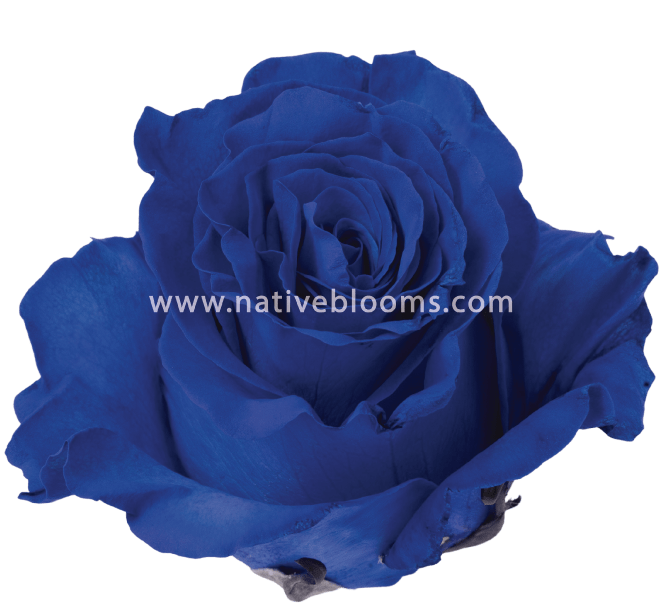 Dark-Blue-Rose-1