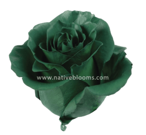 Dark-Green-Roses