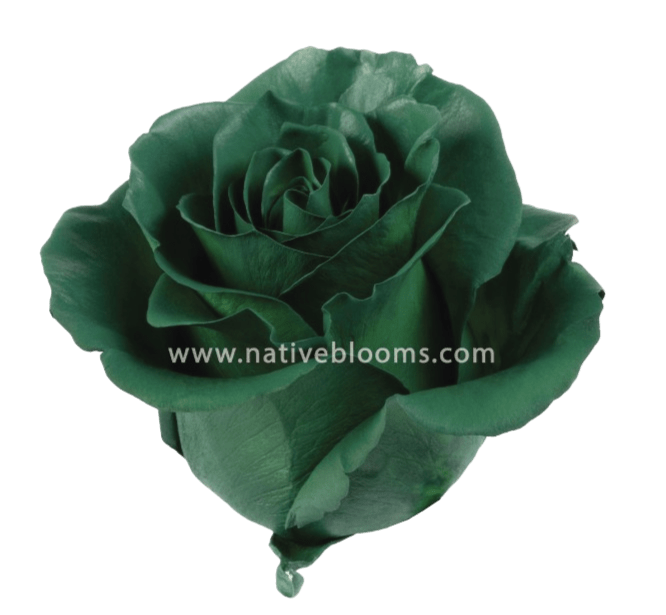 Dark-Green-Roses