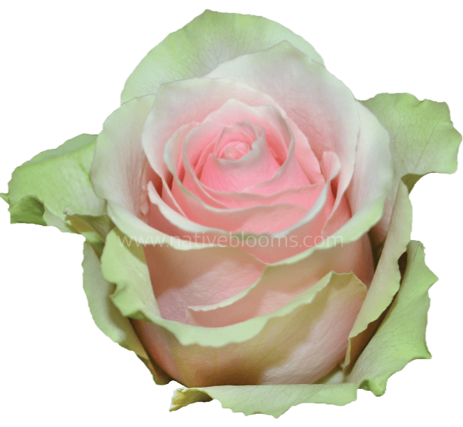Frutteto-light-pink-green-rose