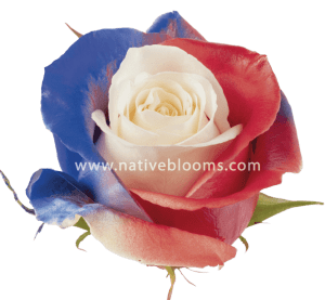 Indepence Roses