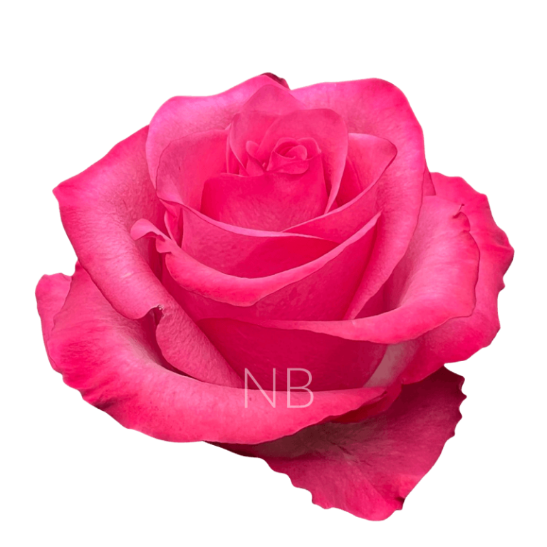 lola-rose