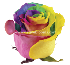 Rainbow Roses