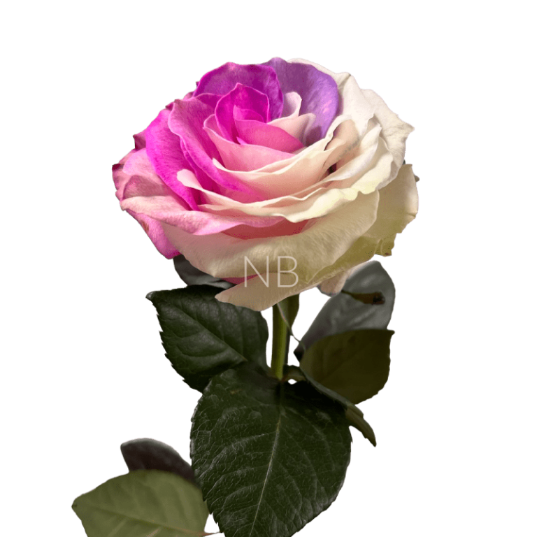 berry tinted rose