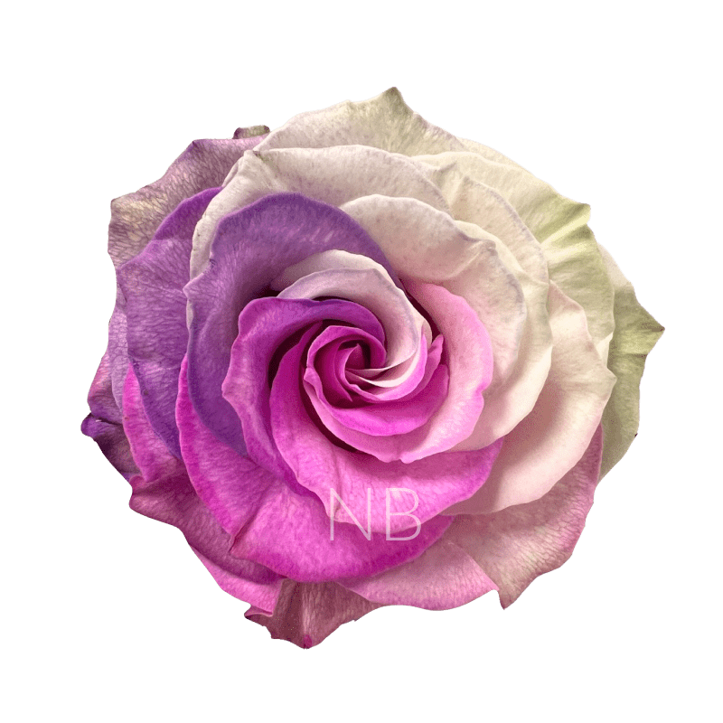 berry tinted roses