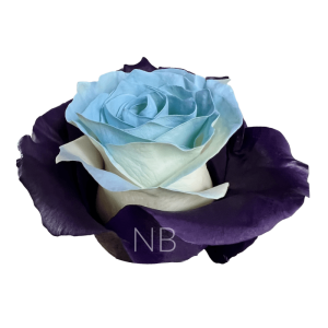 bleu lavande tinted roses