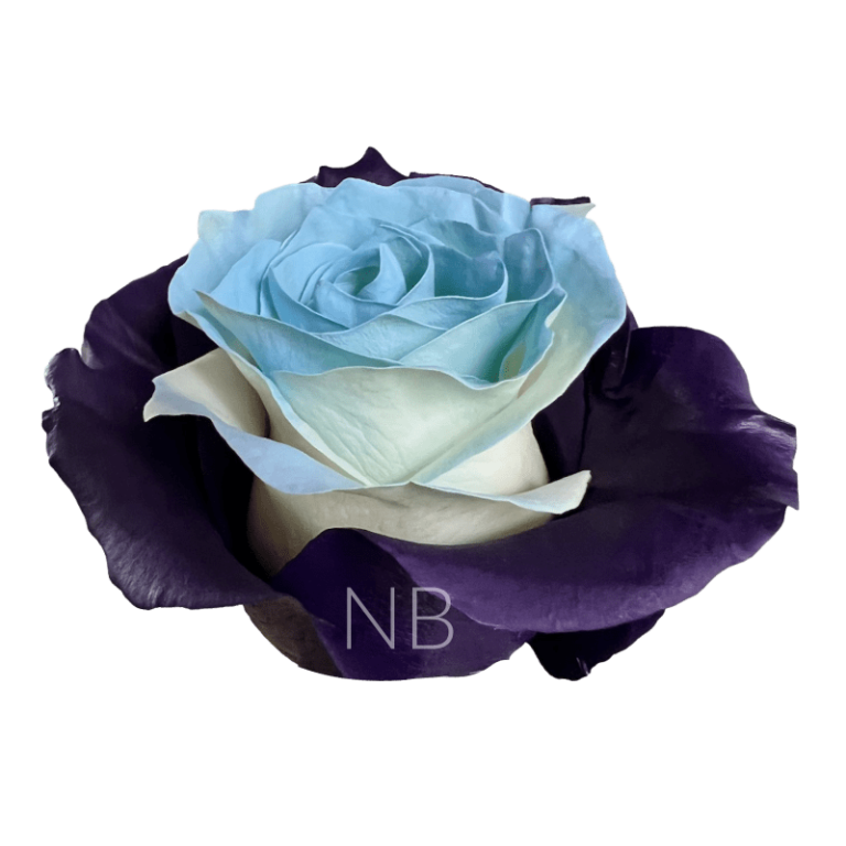 bleu lavande tinted roses