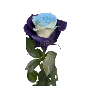 bleu lavande tinted rose
