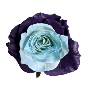 bleu lavande tinted roses