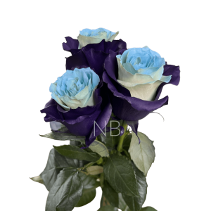 bleu lavande tinted roses