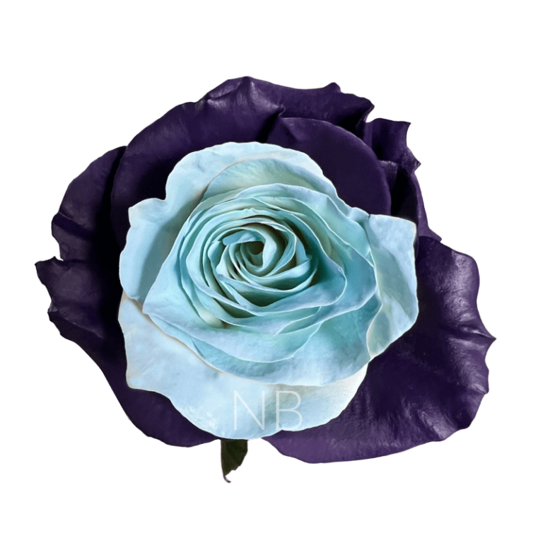 bleu lavande tinted roses