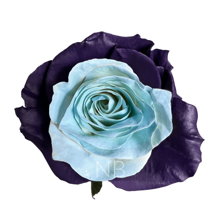 bleu lavande tinted roses