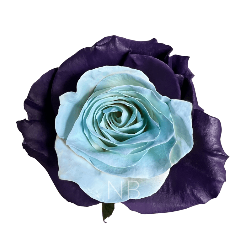 bleu lavande tinted roses