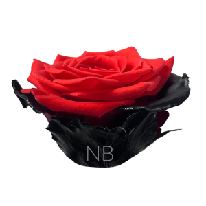 Bloody Ninja roses