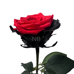 Bloody Ninja rose