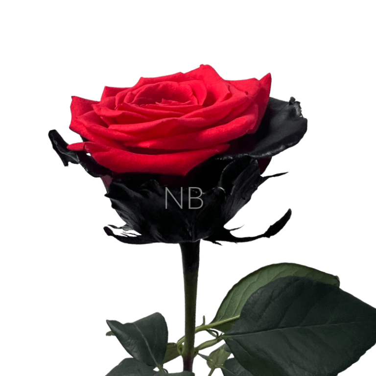 Bloody Ninja rose