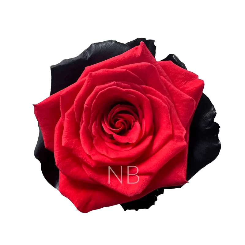 bloody nina roses