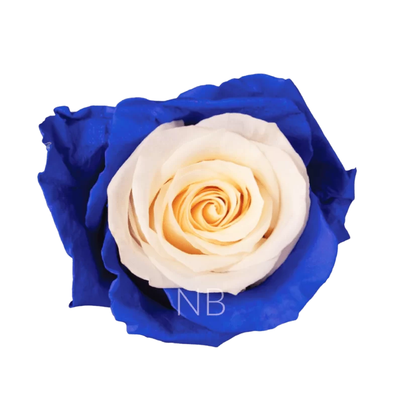 blue candy roses