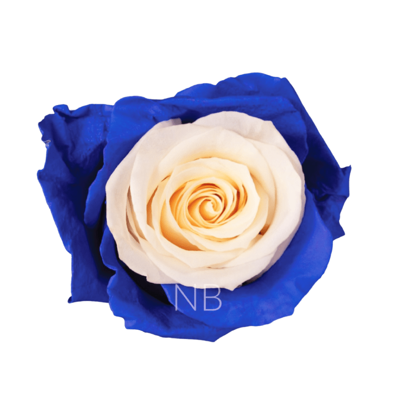 blue candy roses