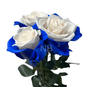 blue candy rose