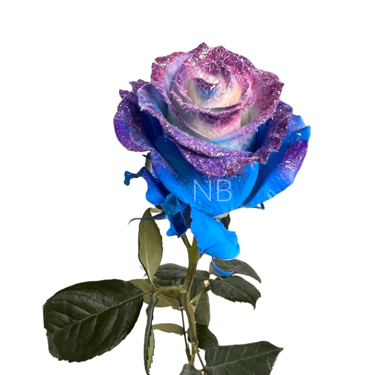 blue cosmic roses