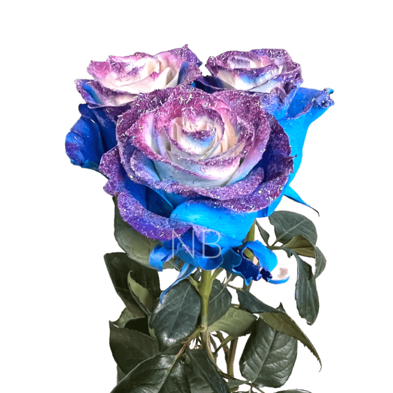 blue cosmic rose