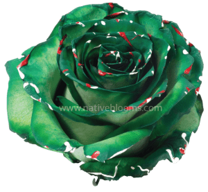 Christmas Tinted Roses
