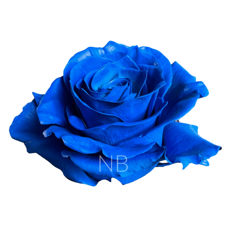 Dark blue roses