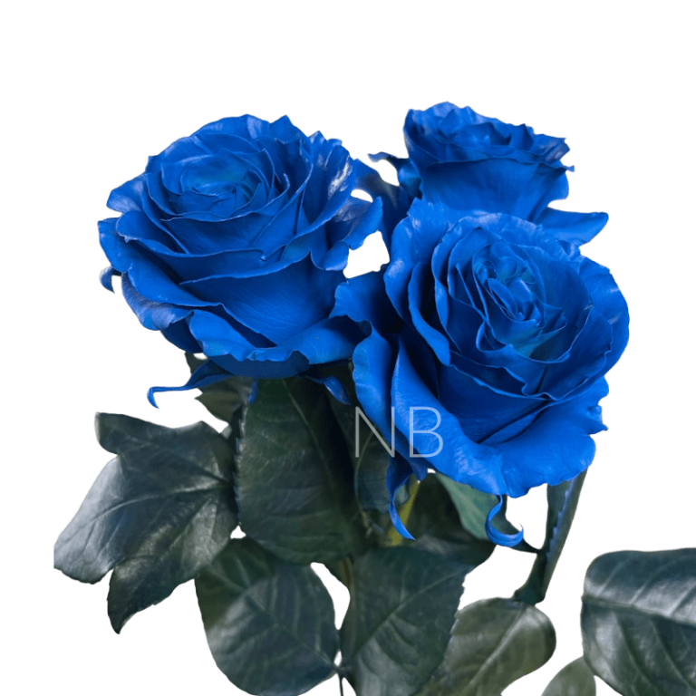 Dark blue rose
