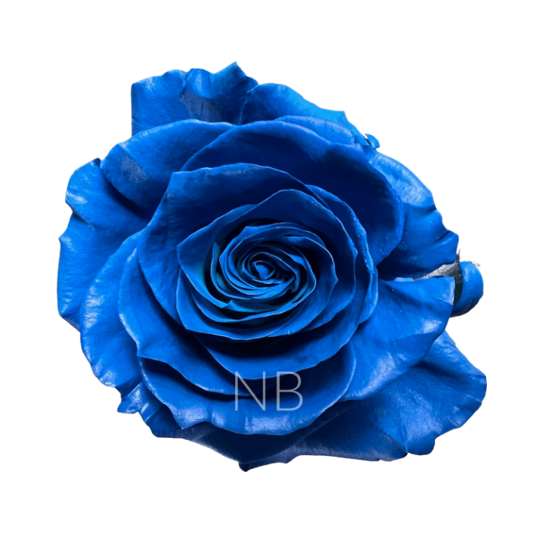 Dark blue roses