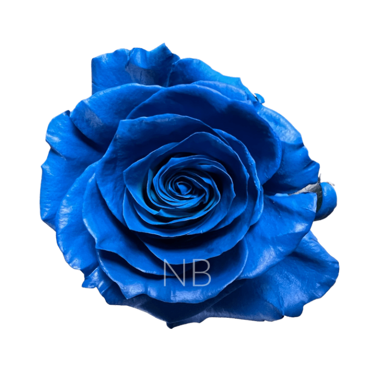 Dark blue roses