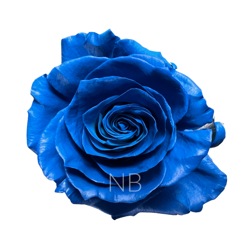 Dark blue roses
