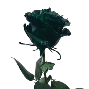 Dark Green Tinted Rose