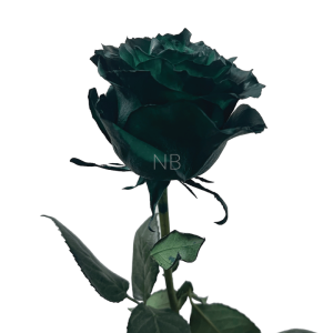 Dark Green Tinted Rose