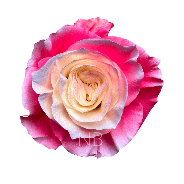 enchanted pink roses