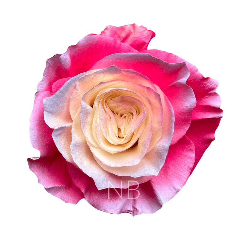enchanted pink roses