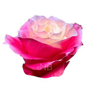 enchanted pink tinted roses