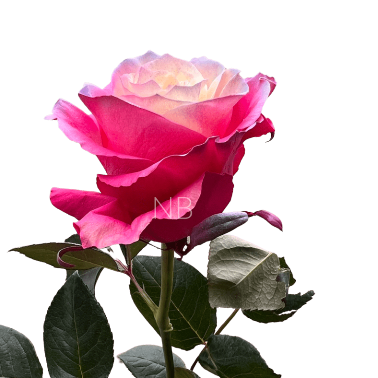 pink tinted rose